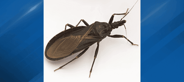 Deadly parasitic 'kissing bugs' found in 32 states, including Ohio - here's what to know