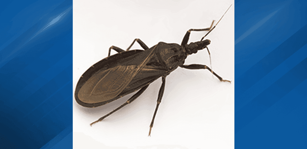 Deadly parasitic 'kissing bugs' found in 32 states, including Ohio - here's what to know
