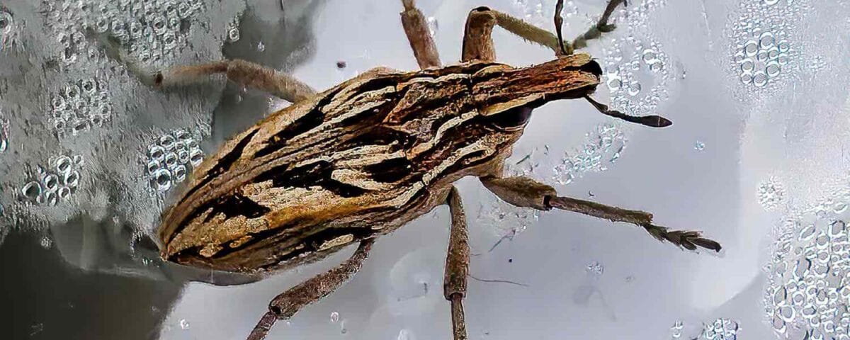 Deadly ‘Kissing Bug’ Disease Chagas Has Spread in the U.S. — Here’s Which States Are Affected