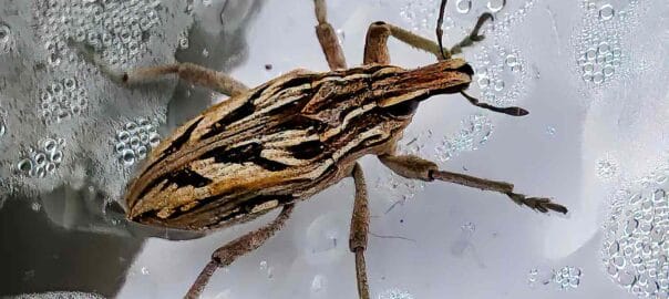Deadly ‘Kissing Bug’ Disease Chagas Has Spread in the U.S. — Here’s Which States Are Affected